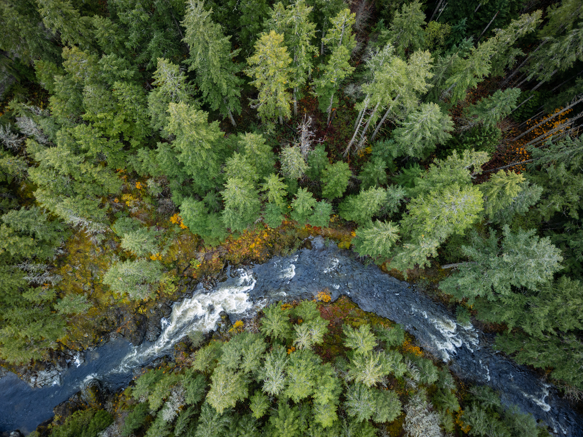 river running through forest