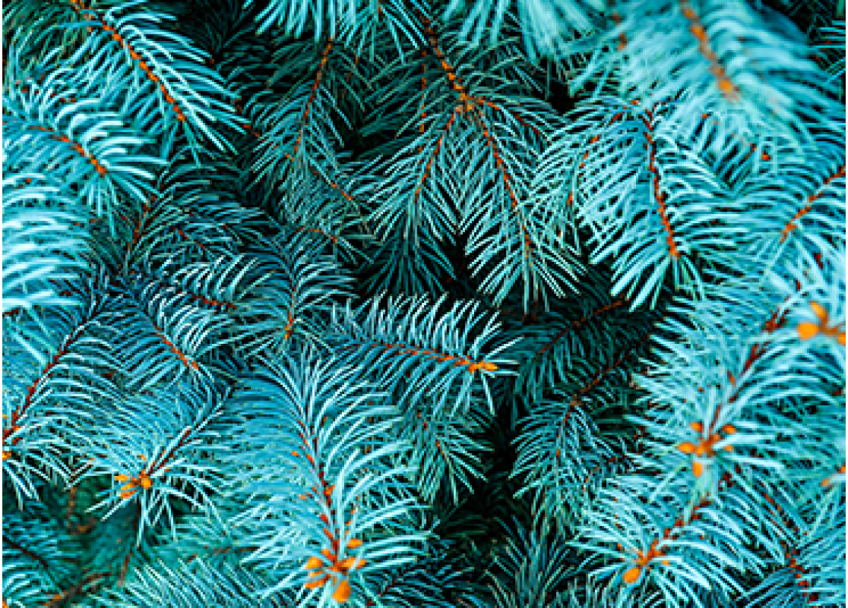 pine needles