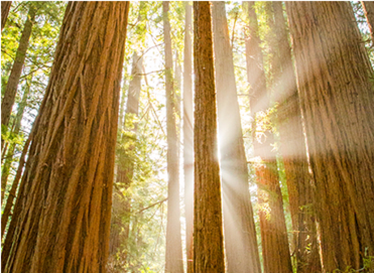 red woods