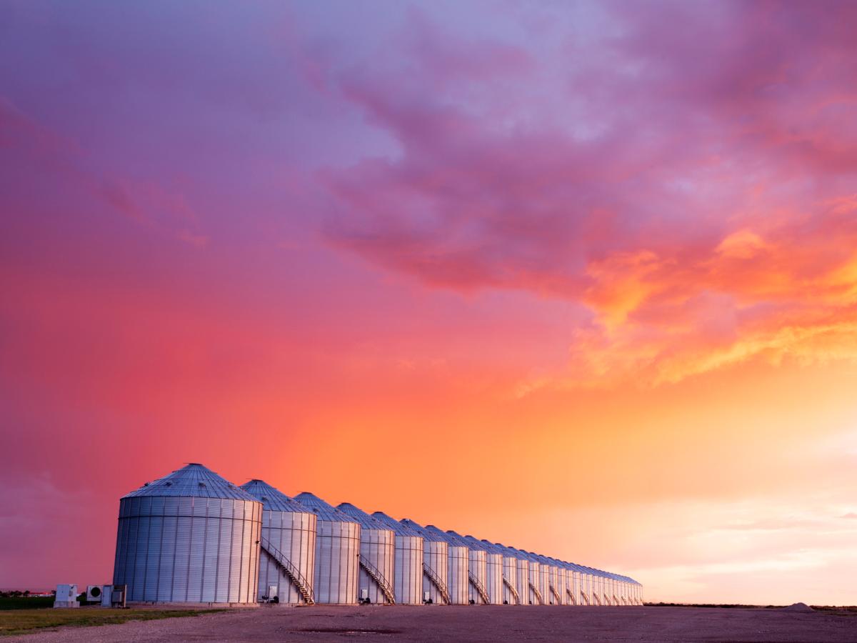 grain solos against a sunset