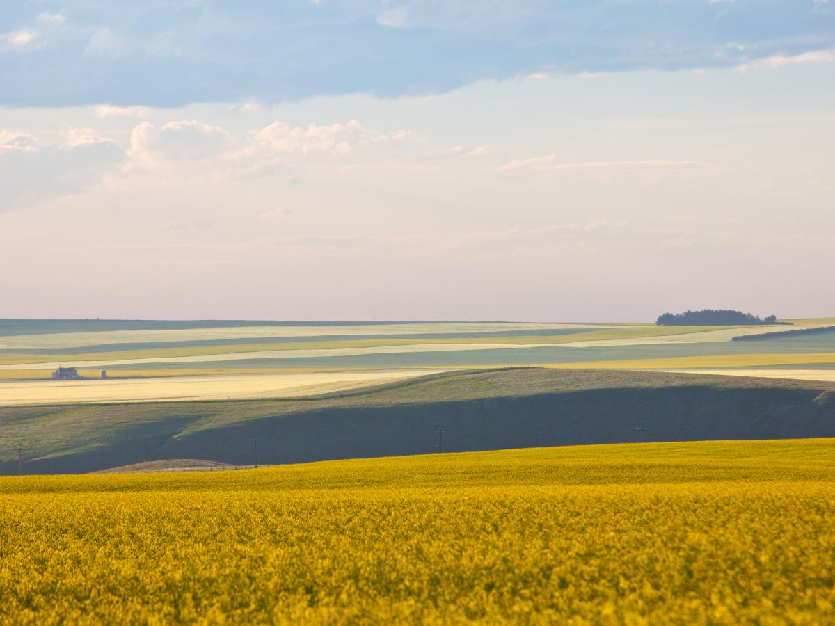 prairies