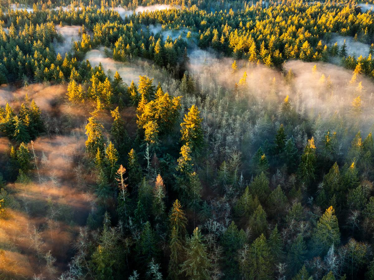 fog through tree tops