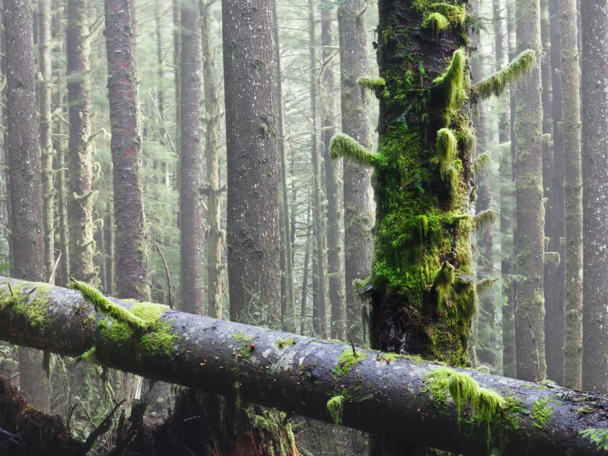 West Coast rainforest trees with moss
