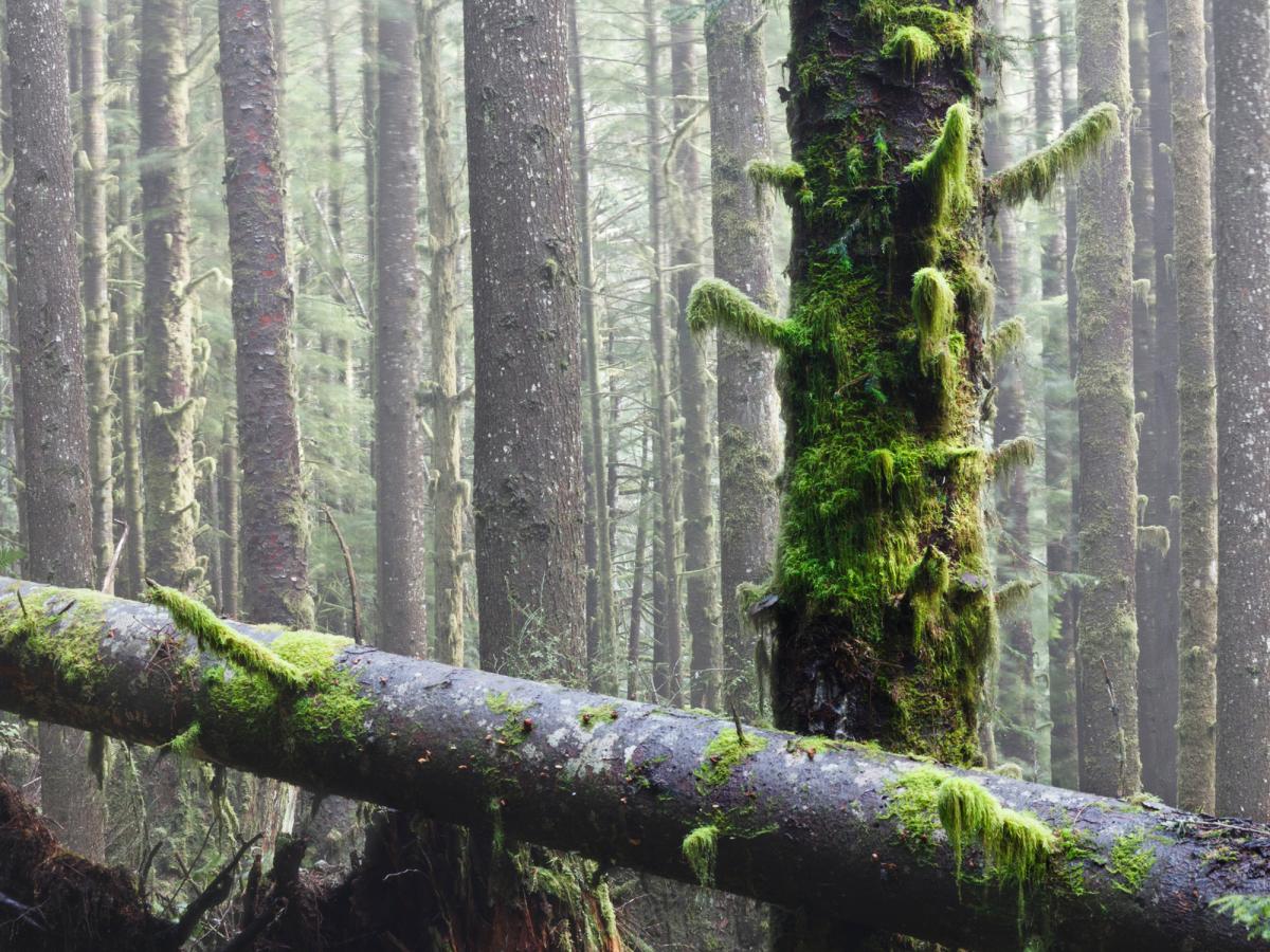 West Coast rainforest trees with moss