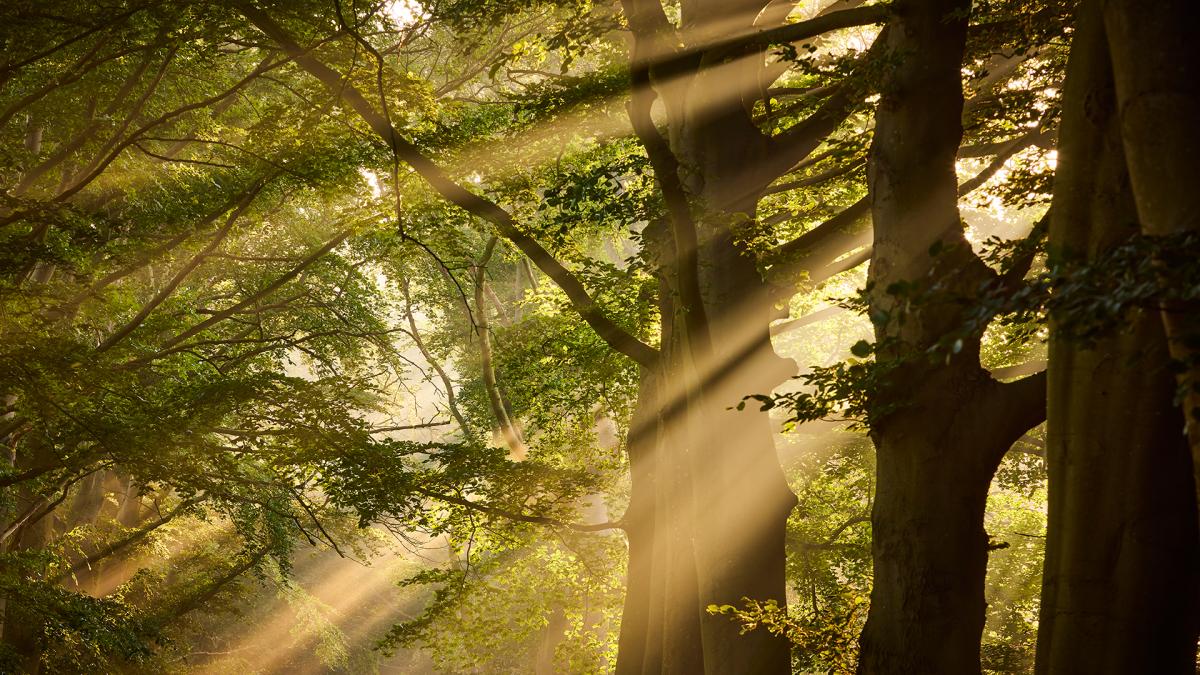 sun light passing through trees