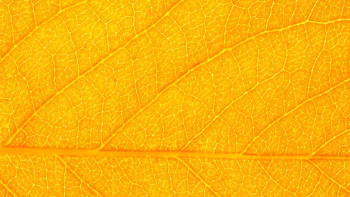 close up of yellow leaf