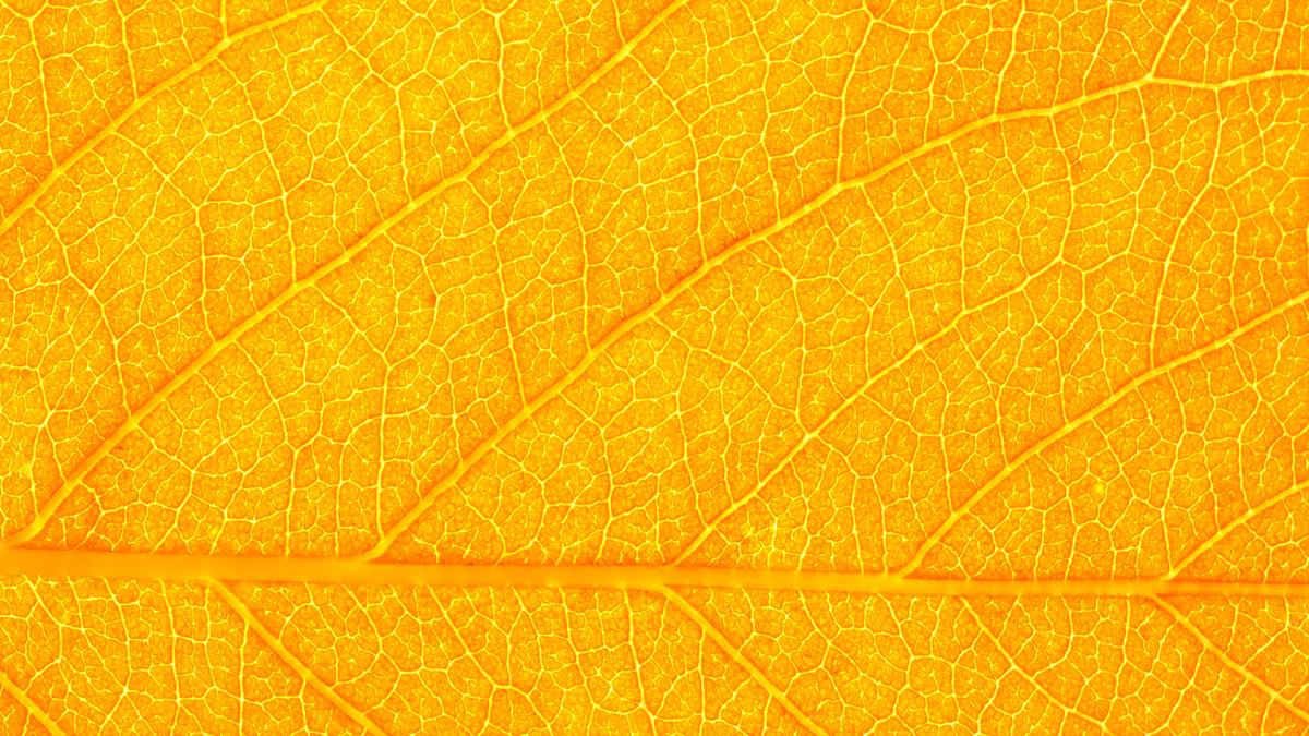 close up of yellow leaf